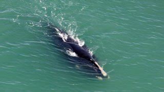 southern right whale recovery plan